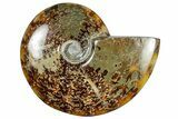 Polished Cretaceous Ammonite (Cleoniceras) Fossil - Madagascar #305933-1